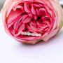 #Color_Rose Gold